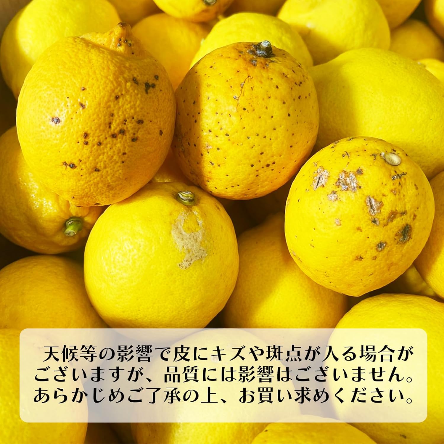国産訳ありレモン2kg皮ごと食べられるノーワックス