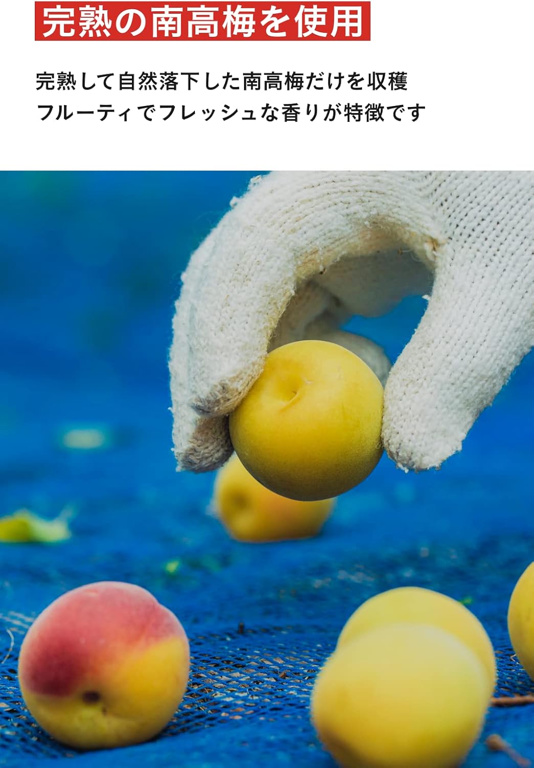 紀州南高梅の無添加梅干し（熟成・塩分18%）1000g - 天日塩使用