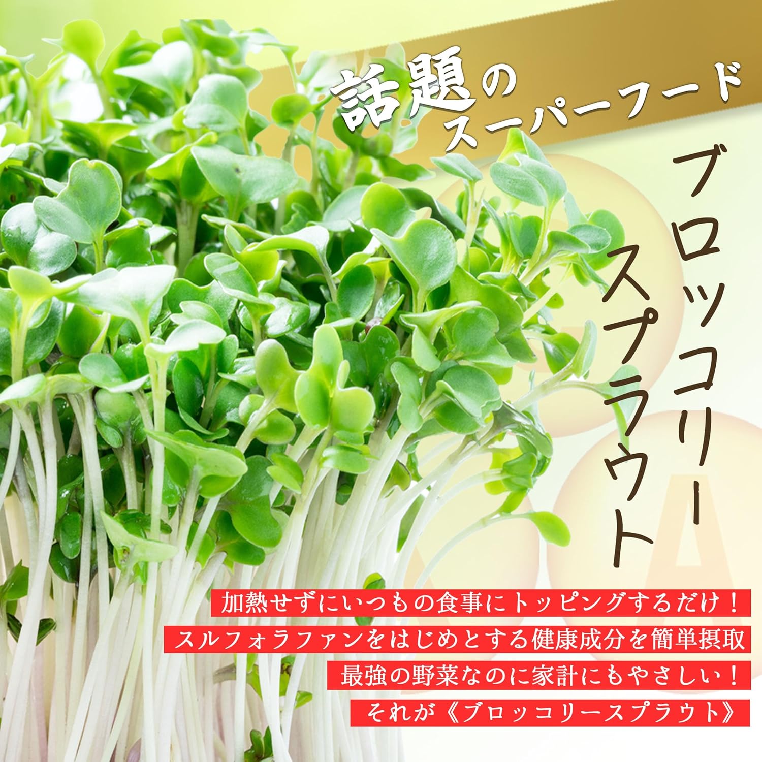 有機ブロッコリースプラウト種子 300ml 高濃度スルフォラファン含有 非遺伝子組み換え
