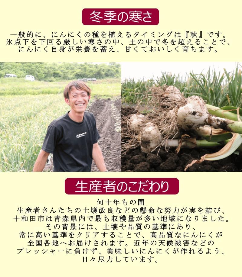 青森県産 無添加訳ありにんにく（500g/福地ホワイト六片種）料理用ガーリック