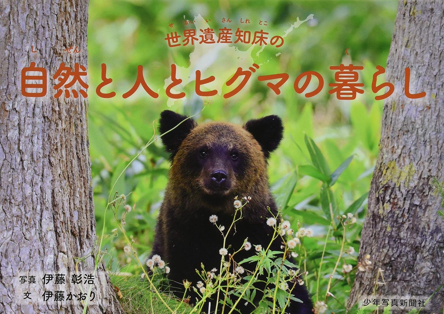 知床の自然とヒグマの暮らしを描いた少年写真絵本