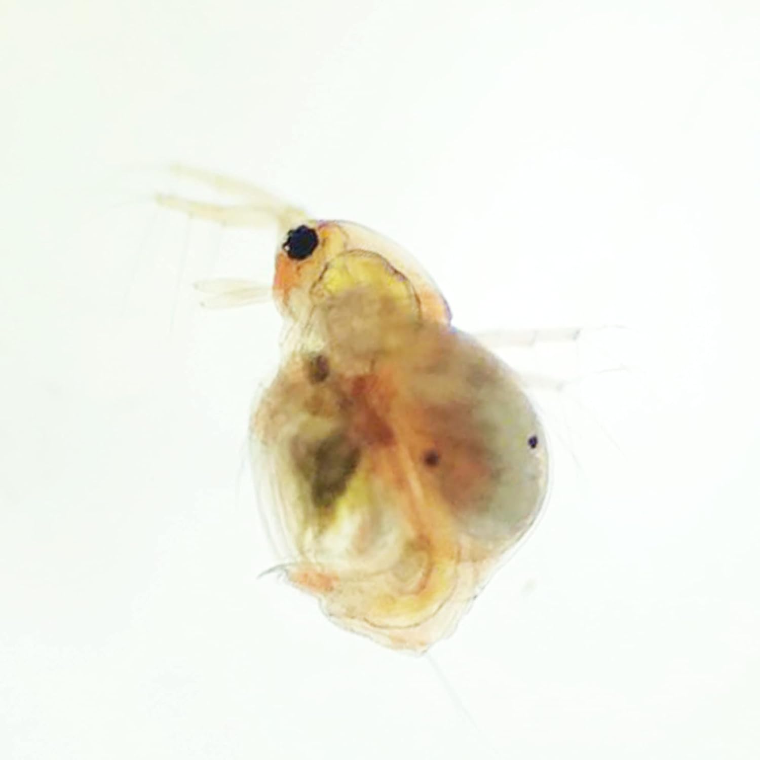 メダカ・金魚用タマミジンコ乾燥卵カプセルパック