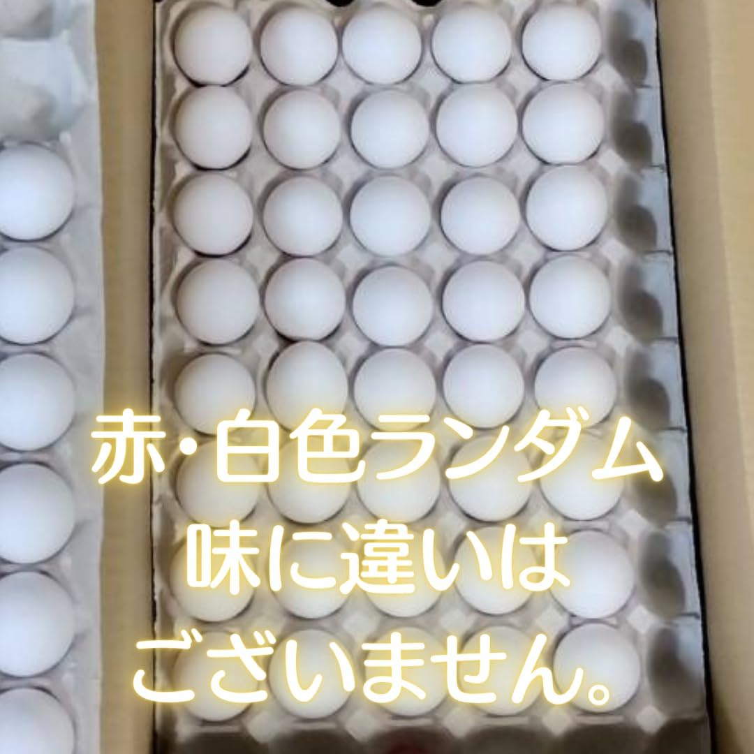 新鮮産みたて濃厚卵 M~Lサイズ 40個お届け