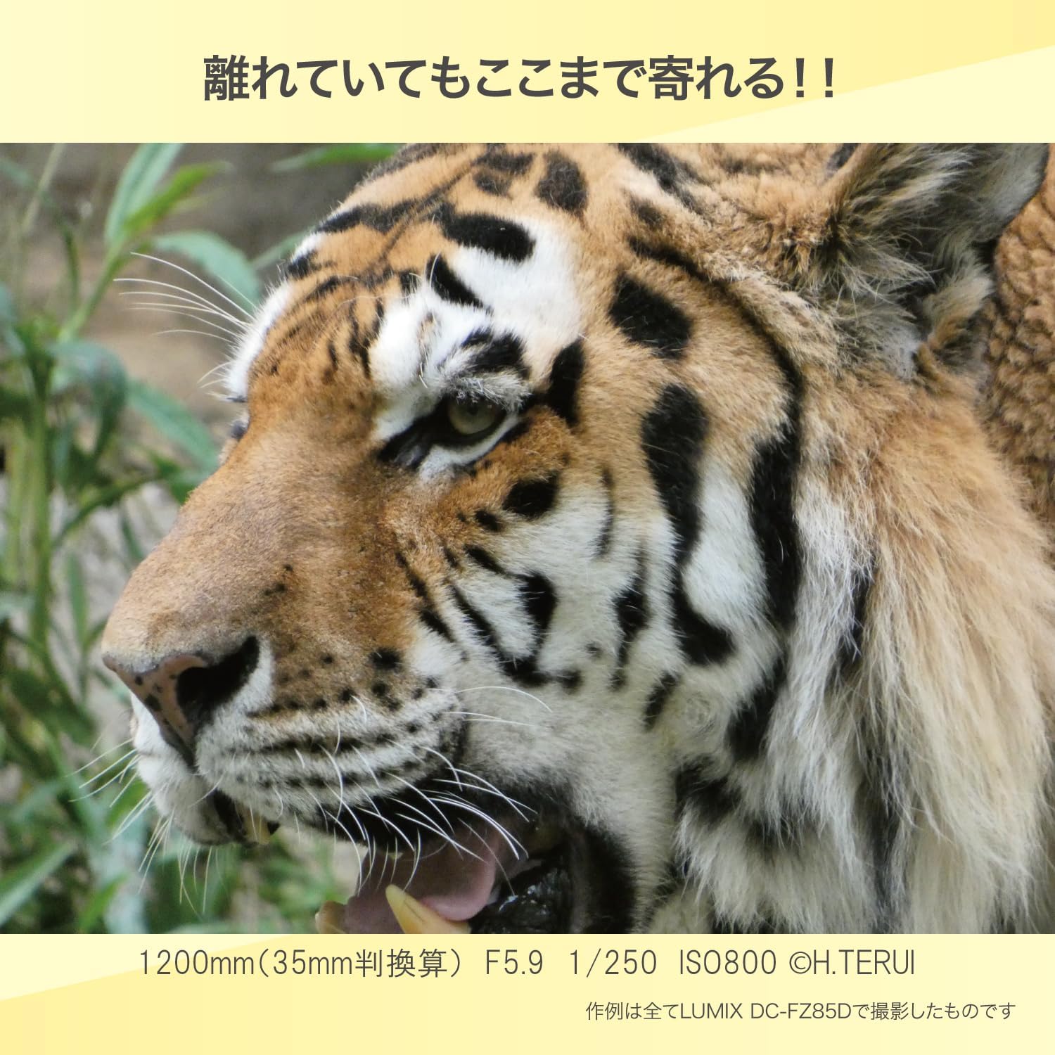 光学60倍ズーム対応 パナソニック LUMIX デジタルカメラ DC-FZ85D-K ブラック