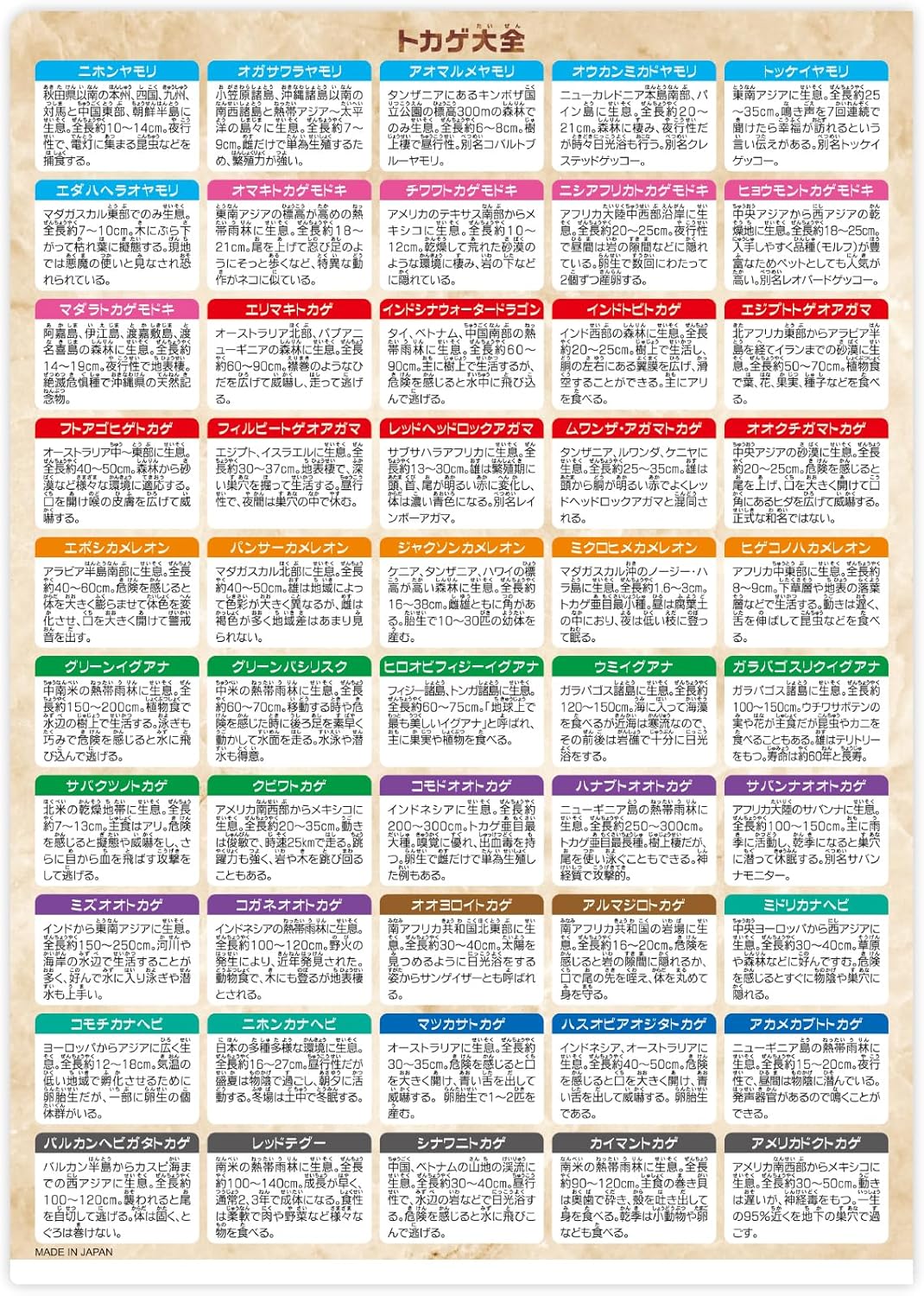 水族館のトカゲクリアファイル A4サイズ