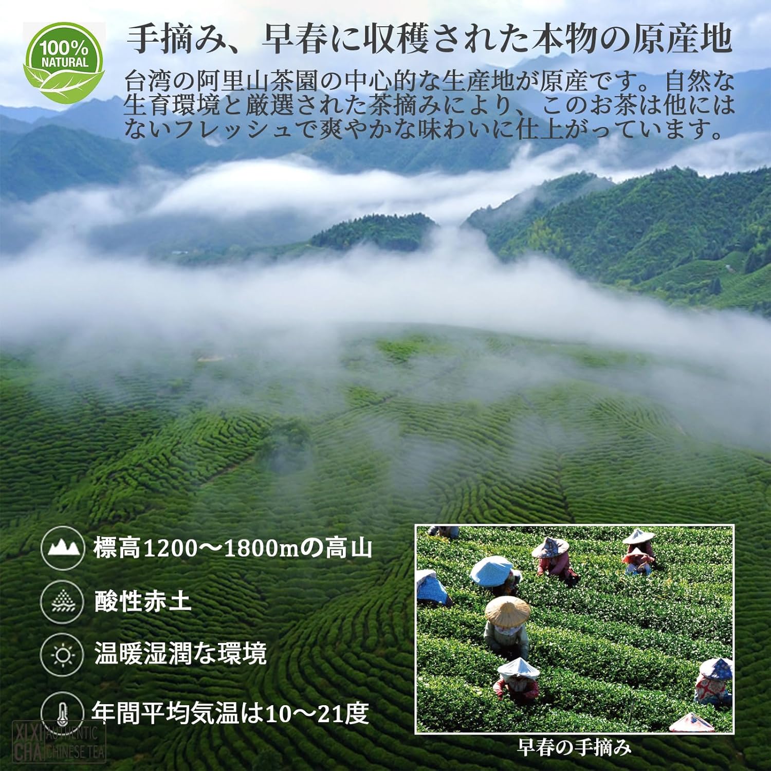特級阿里山ウーロン茶 150g 無農薬手摘み 高山茶 無添加健康茶