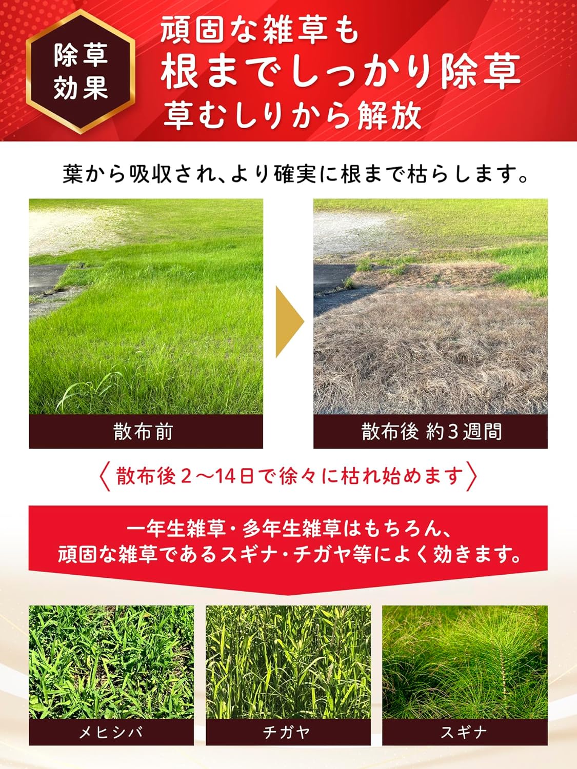 頑固な雑草根絶用 除草剤 グリホエースPRO 1L 液剤