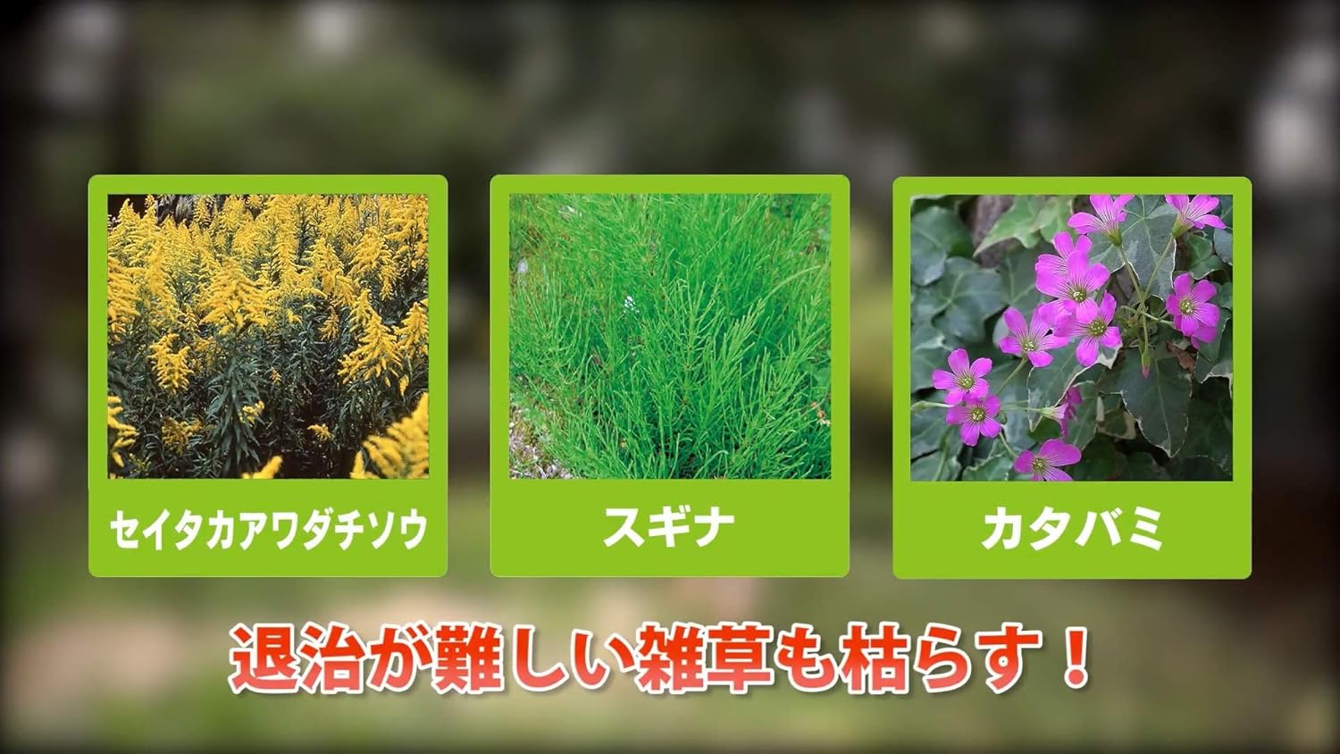 住友化学園芸 除草剤 メガロングシャワー 2L 強力液体・持続性 200㎡対応