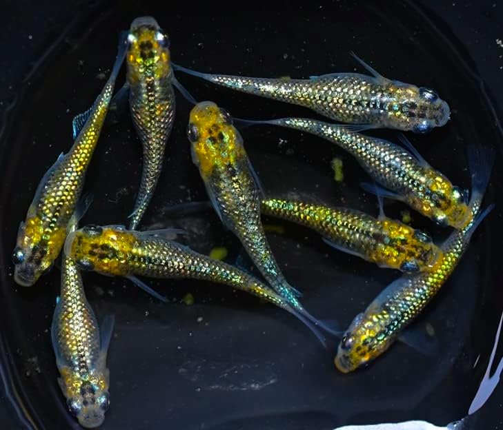 夜桜ゴールドメダカ 稚魚10匹+α SS〜Sサイズ おまけ付き 進化系ラメメダカ