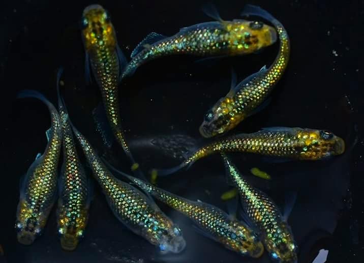 夜桜ゴールドメダカ 稚魚10匹+α SS〜Sサイズ おまけ付き 進化系ラメメダカ
