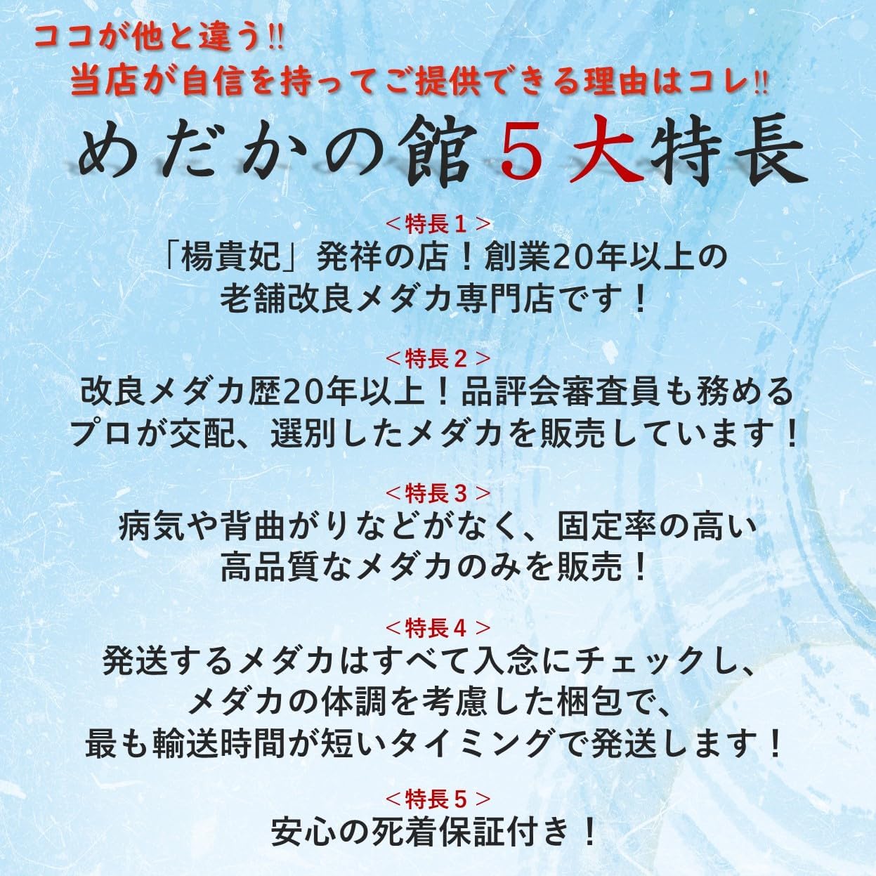 令和黒ラメ幹之サファイアメダカセット（オス2匹・メス2匹・M～Lサイズ）