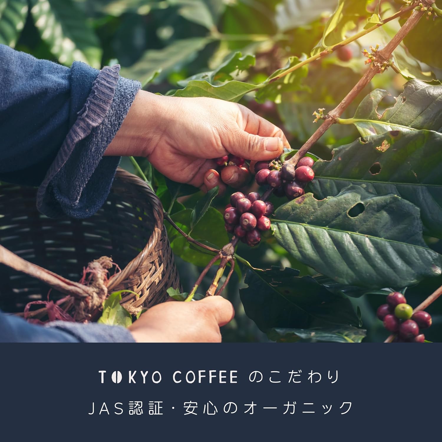有機JAS認定 スマトラ高級マンデリンコーヒー豆 中深煎り 1kg