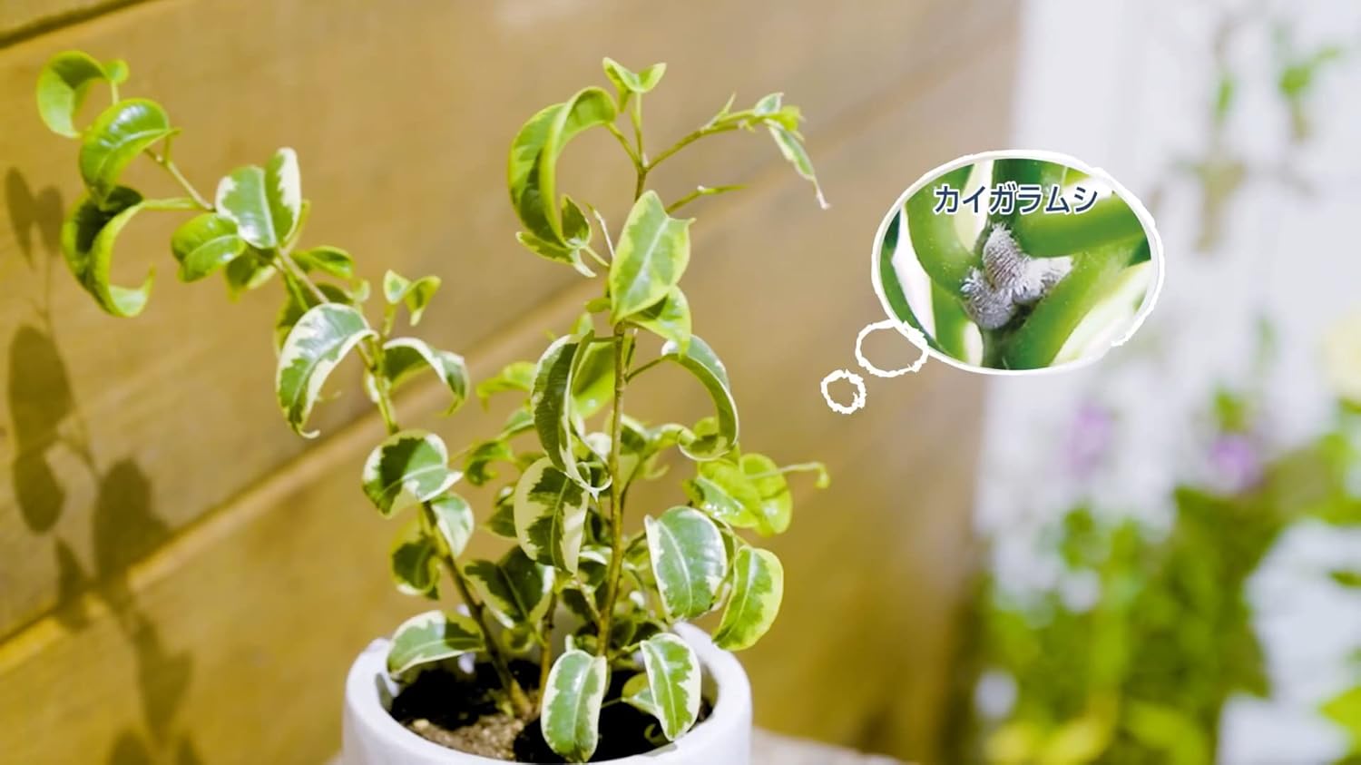 住友化学園芸 植物用殺虫剤 MY PLANTS 虫除けミスト 250ml