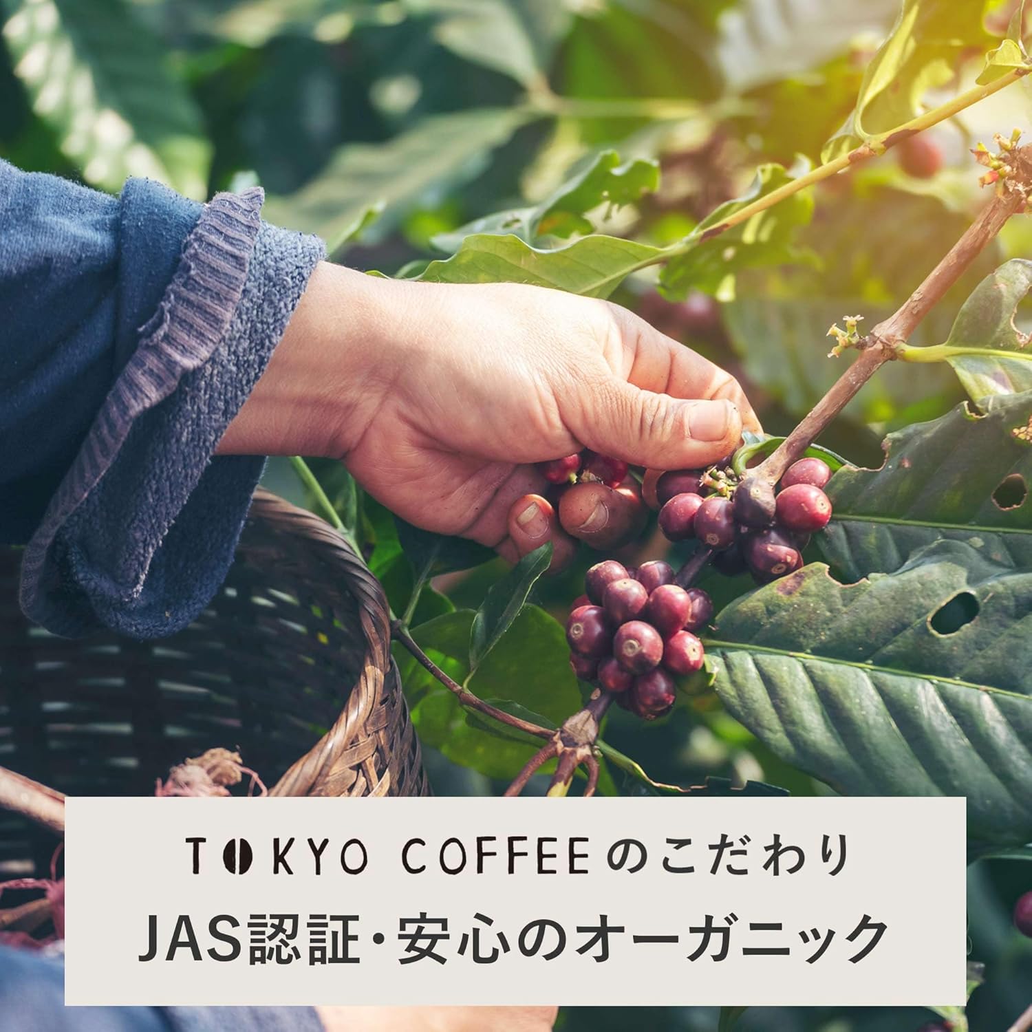 高級オーガニックマンデリンコーヒー豆（中細挽き・400g）