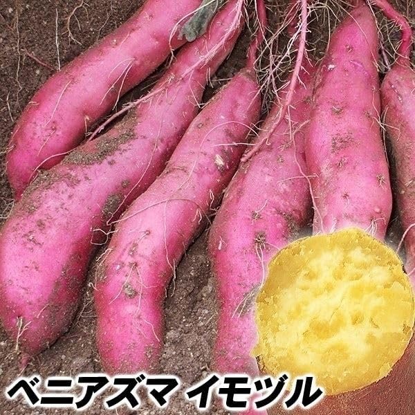 ベニアズマイモヅル10本セット【セール品】