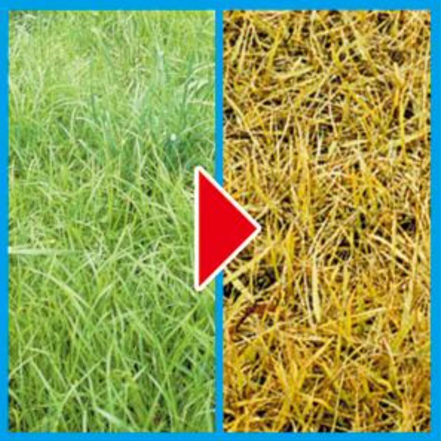 6ヶ月効果持続の除草剤「フマキラー カダン除草王」2kg 家庭用