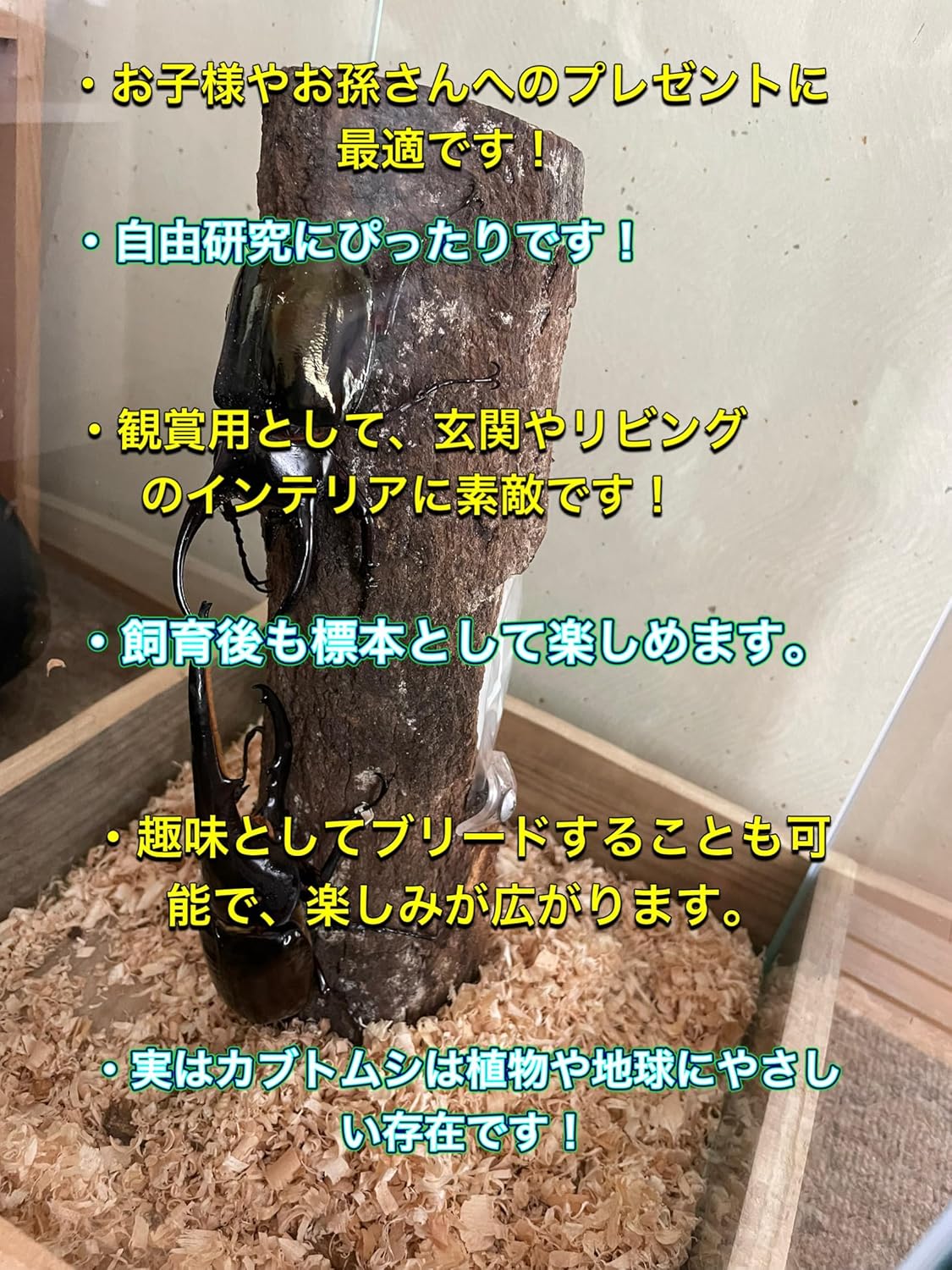 ヘラクレスオオカブト 成虫ペアセット（オス1匹・メス2匹） ブリード用 Lani Hercules