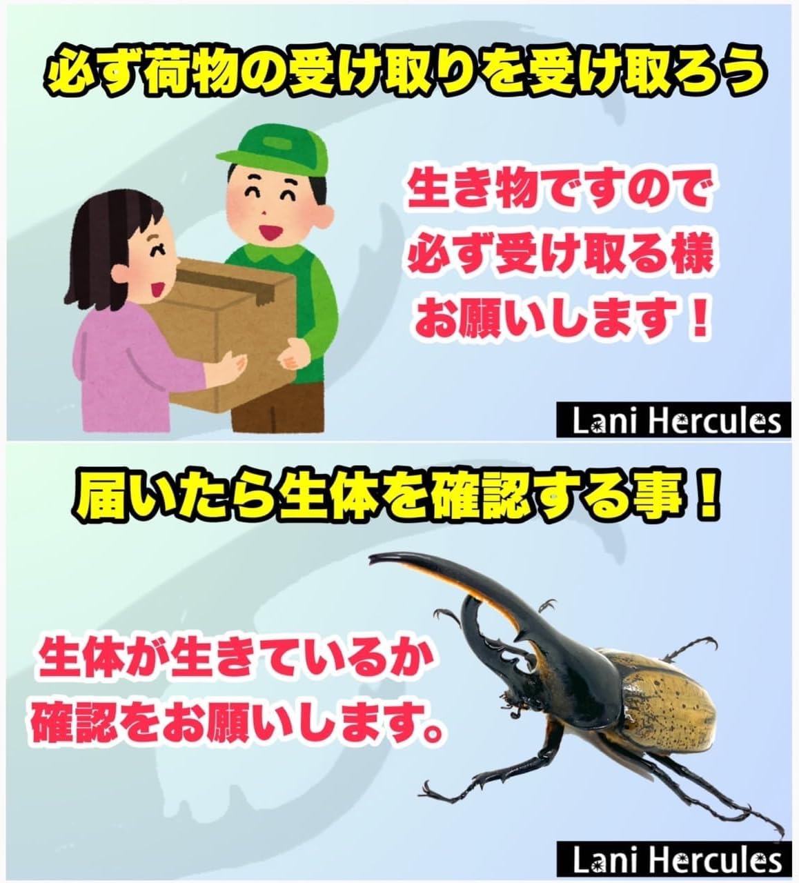 ヘラクレスオオカブト 成虫ペアセット（オス1匹・メス2匹） ブリード用 Lani Hercules