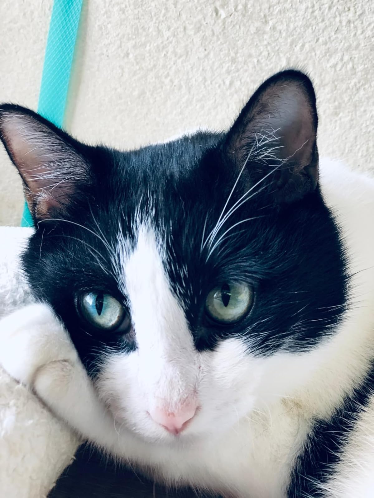 キャットフード さけ&ささみ味 2kg