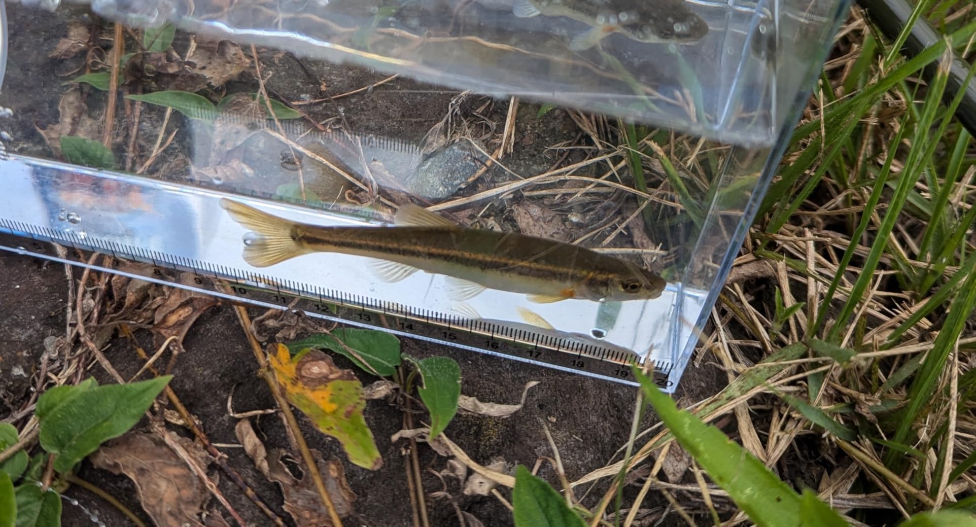 ちょい釣り用エサ マルキュー 14g（7g×2袋）