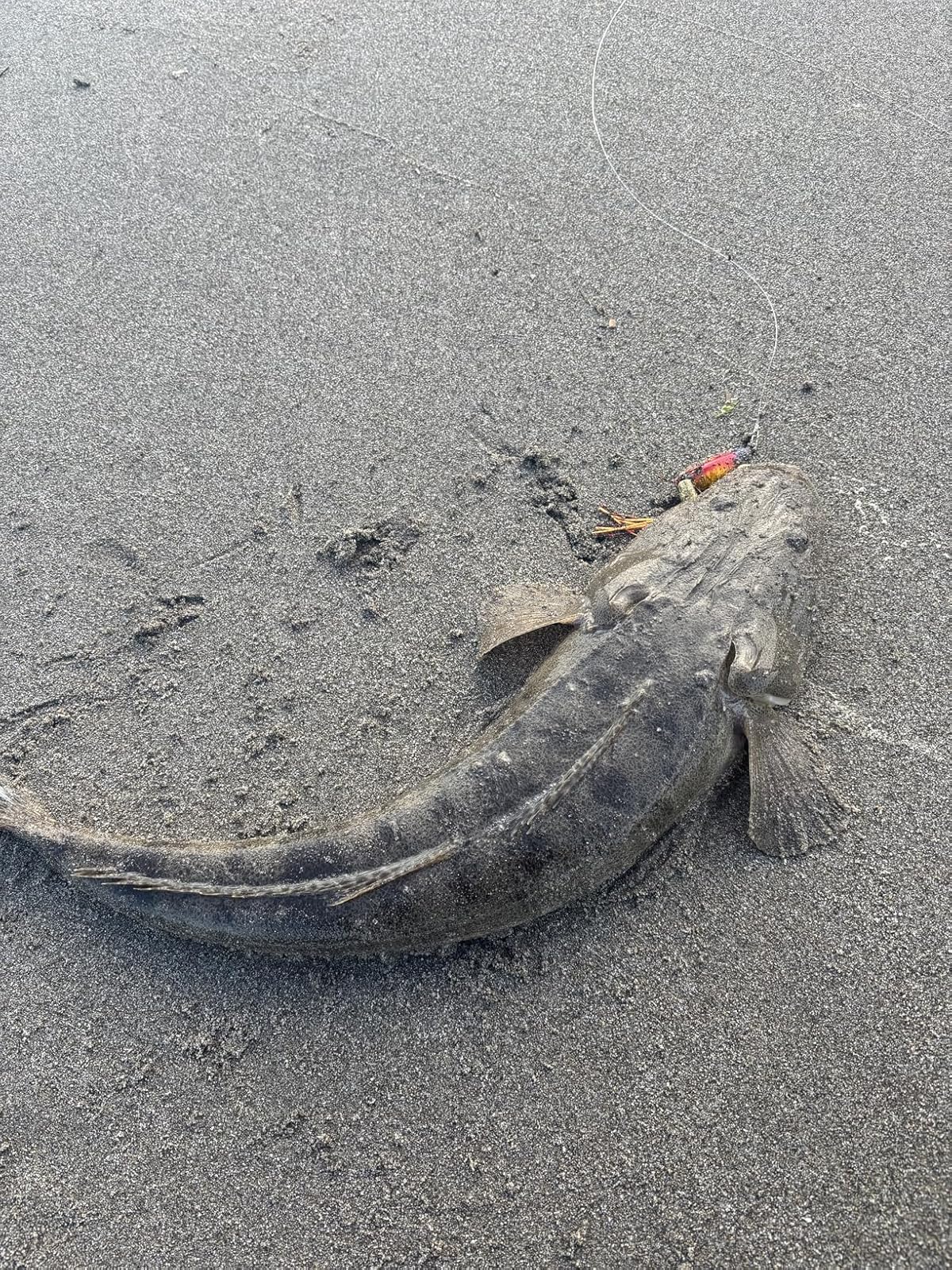 ソルト初心者向け Abu Garcia ソルティーフィールド 釣り竿