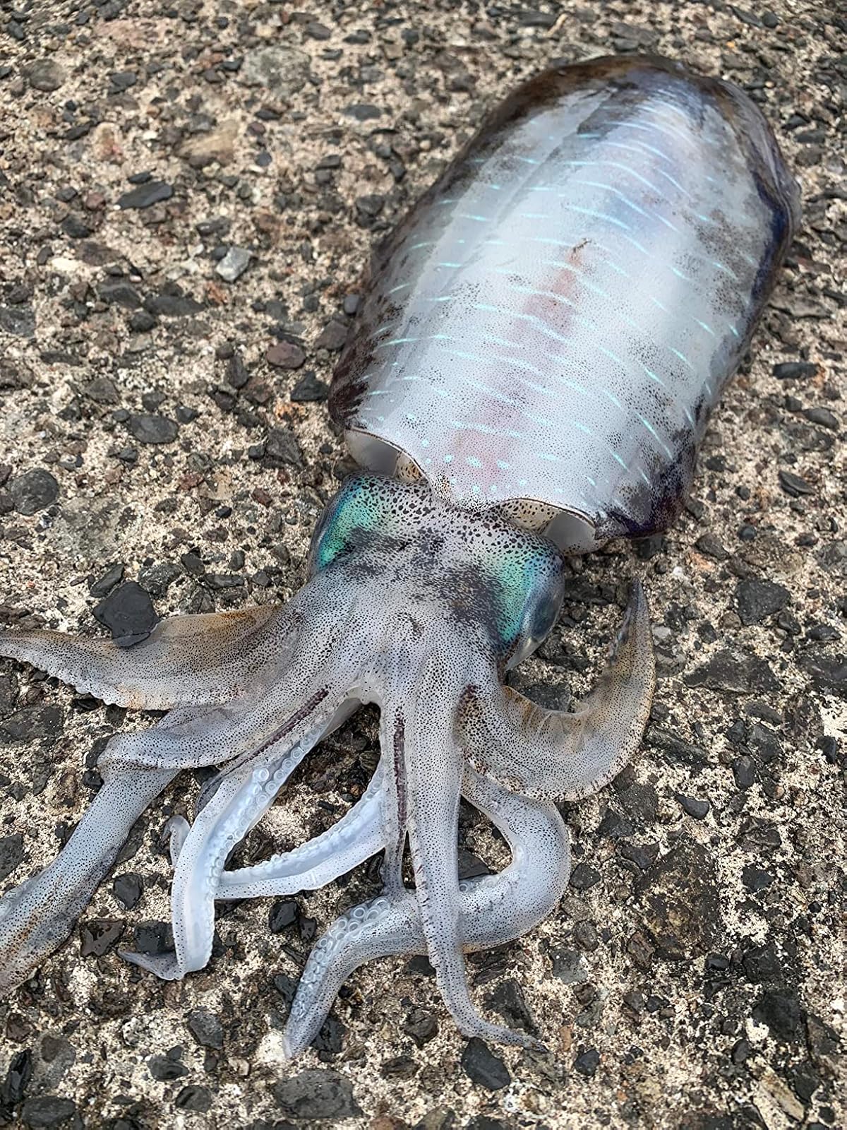 アオリイカ釣り用シマノリール 13 アオリスタ BB 2500/C3000HG/4000