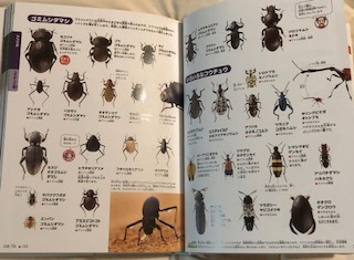 昆虫図鑑 - 角川の集めるシリーズ