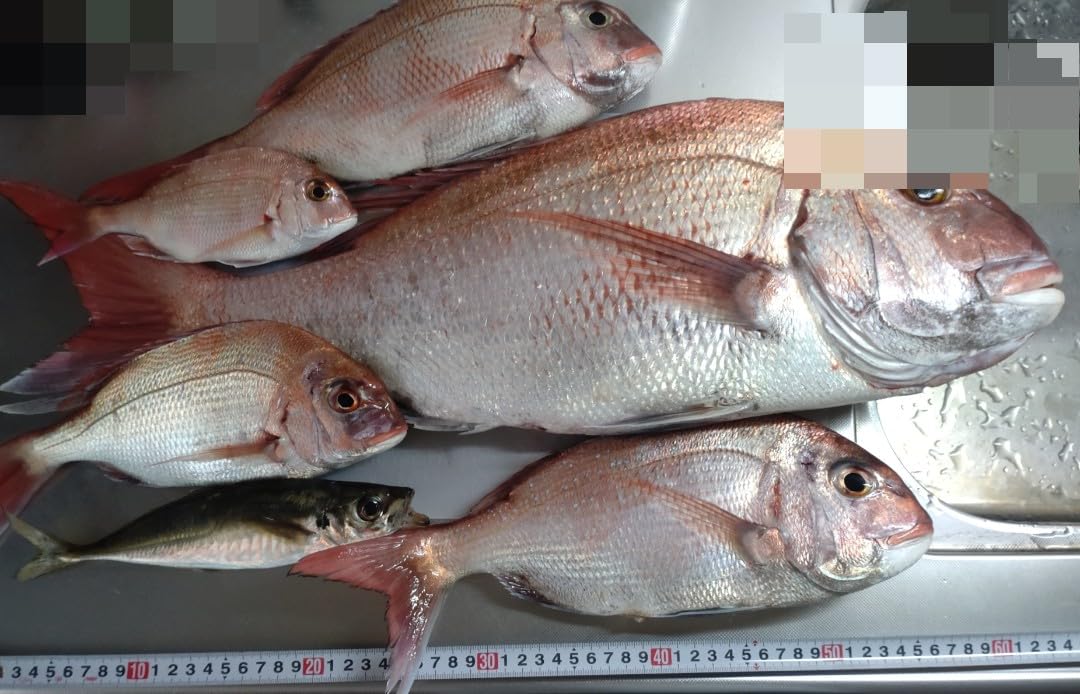 タイラバ タイノミ 60g~160g メジャークラフト