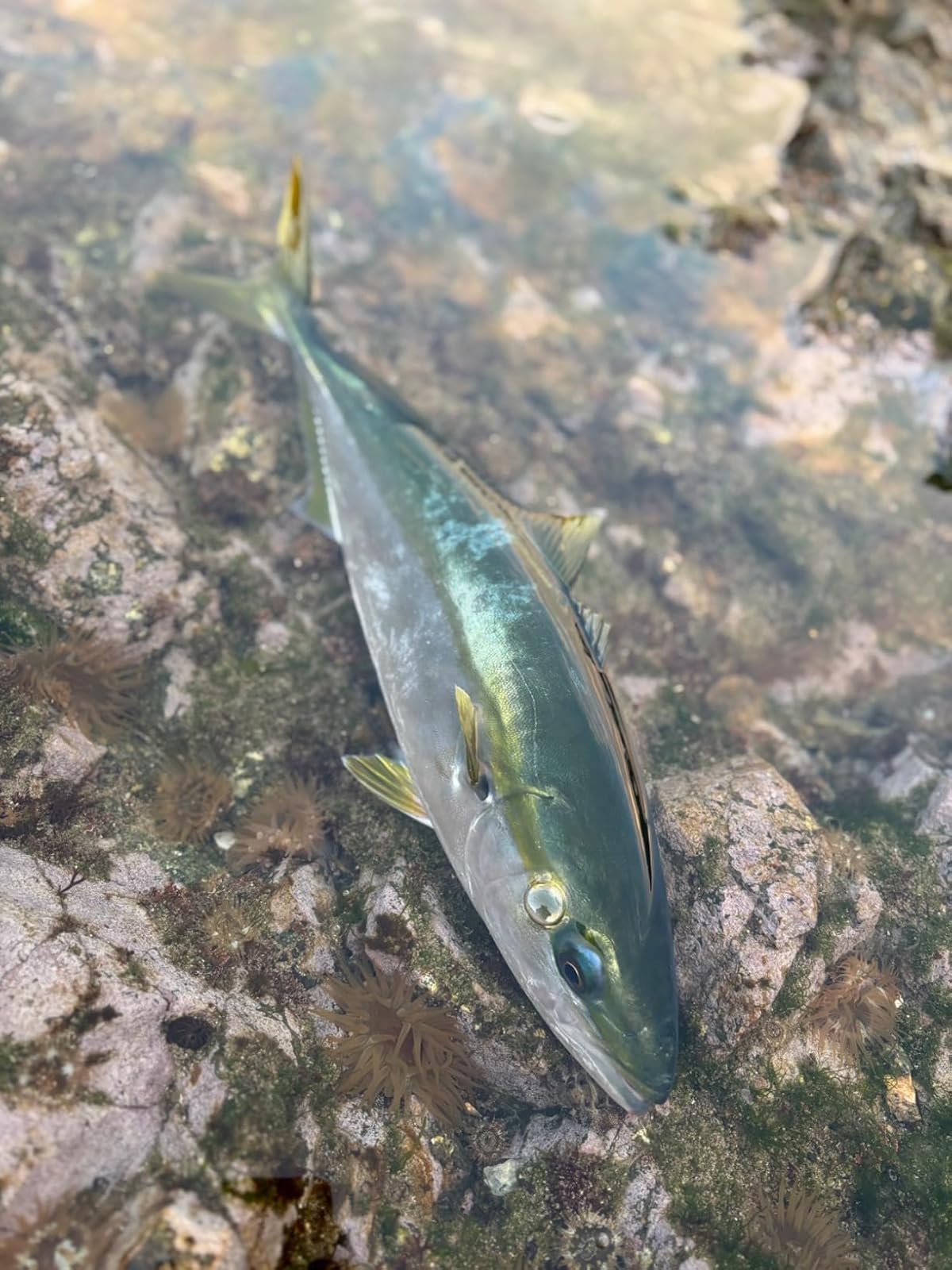 ウォーターランド スーパースナップ