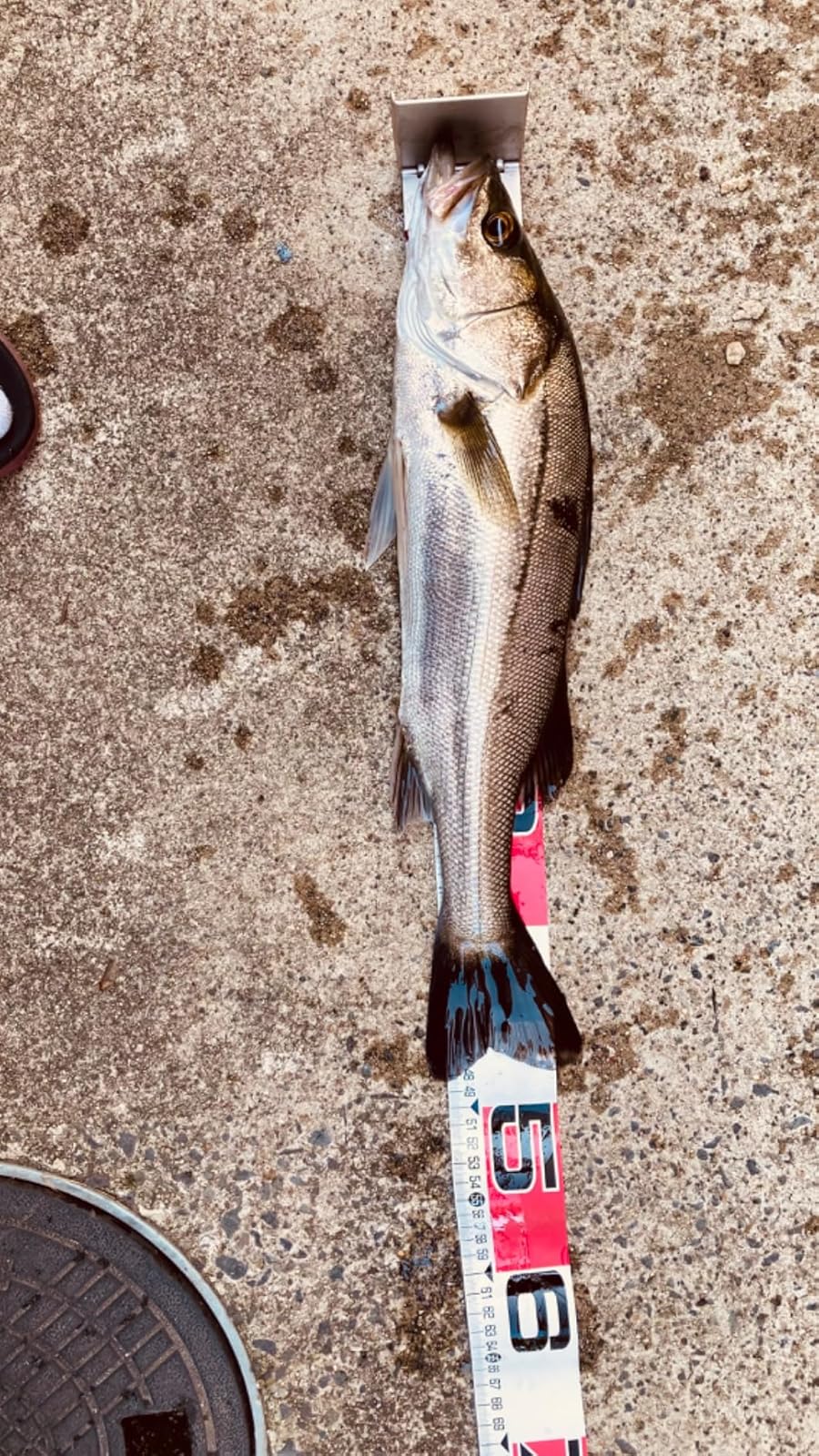 ソルト初心者向け Abu Garcia ソルティーフィールド 釣り竿