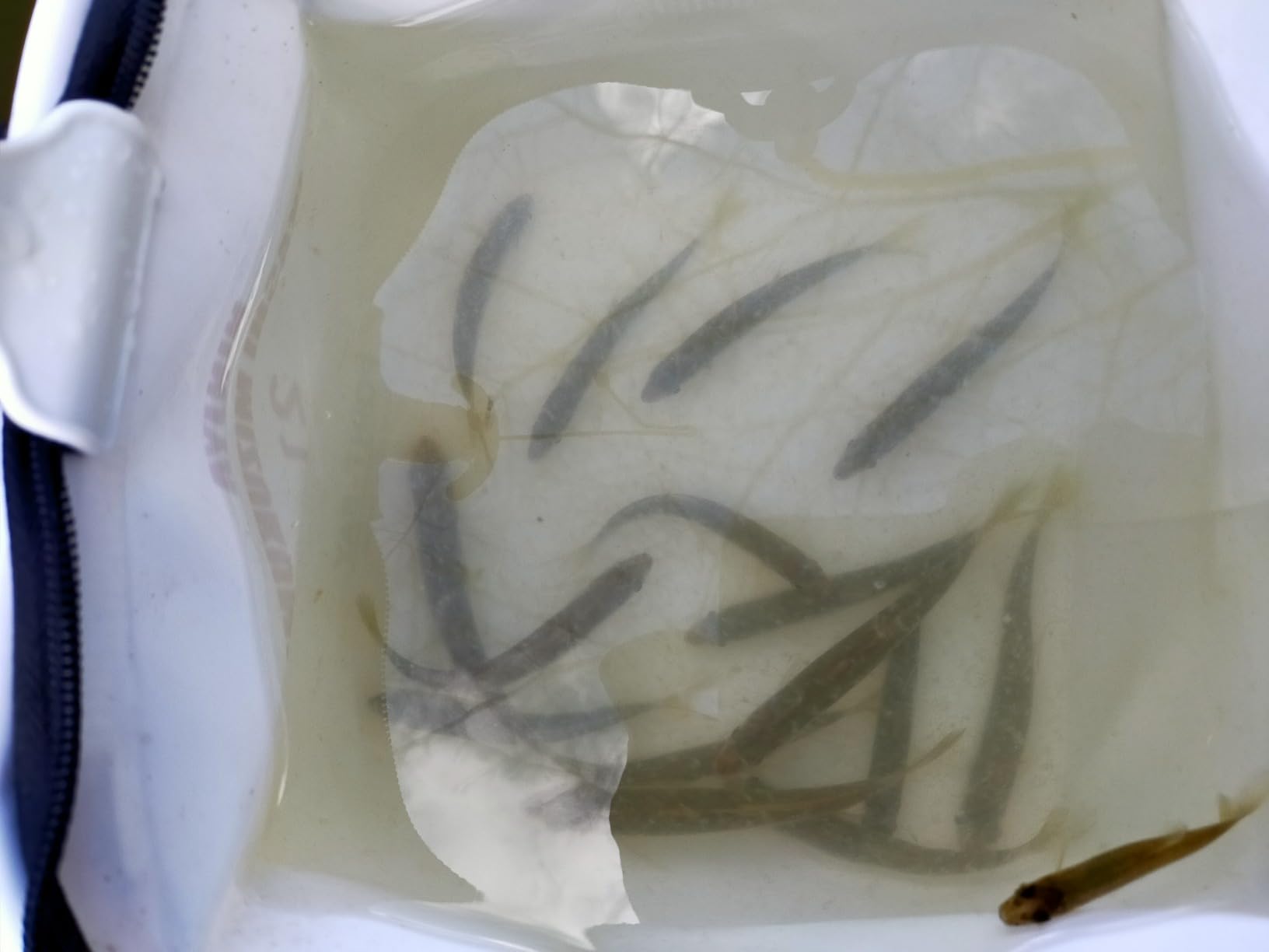 タナゴ釣り用マルキューグルテン