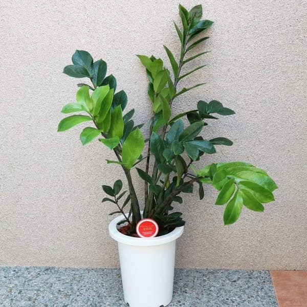観葉植物 ザミオクルカス・ザミーフォリア 中型 7号プラスチック鉢 初心者向け 育てやすい シンプルなデザイン