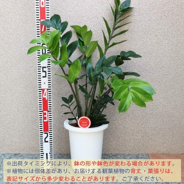 観葉植物 ザミオクルカス・ザミーフォリア 中型 7号プラスチック鉢 初心者向け 育てやすい シンプルなデザイン