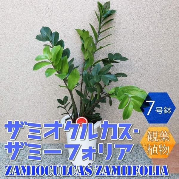 観葉植物 ザミオクルカス・ザミーフォリア 中型 7号プラスチック鉢 初心者向け 育てやすい シンプルなデザイン