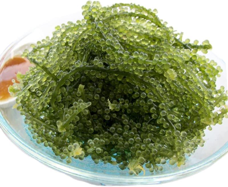 沖縄県産 海ぶどう (茎付き) 塩水漬け 50g×2袋 おつまみ