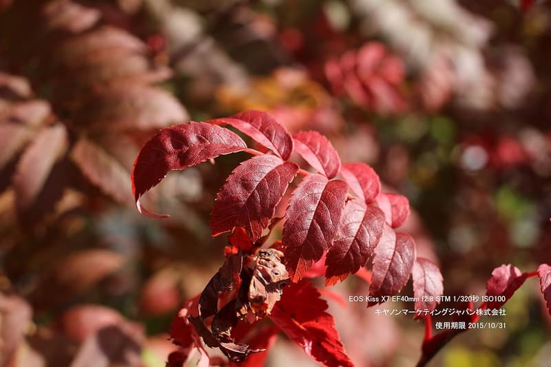 Canon デジタル一眼レフカメラ EOS Kiss X7 レンズキット EF-S18-55mm F3.5-5.6 IS STM付き