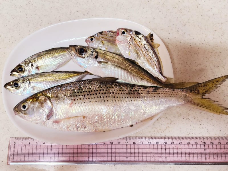 ショートハイパーパニック7 R-3471 仕掛け No.33471