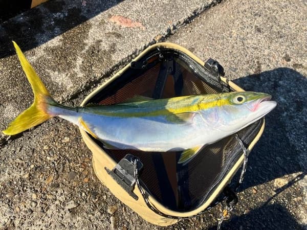 堤防釣り用ウルトラ簡単飛ばしサビキ S-553 (上カゴ式)