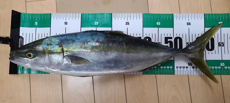 ソルティーステージコンセプトフリーシリーズロッド (アブガルシア)