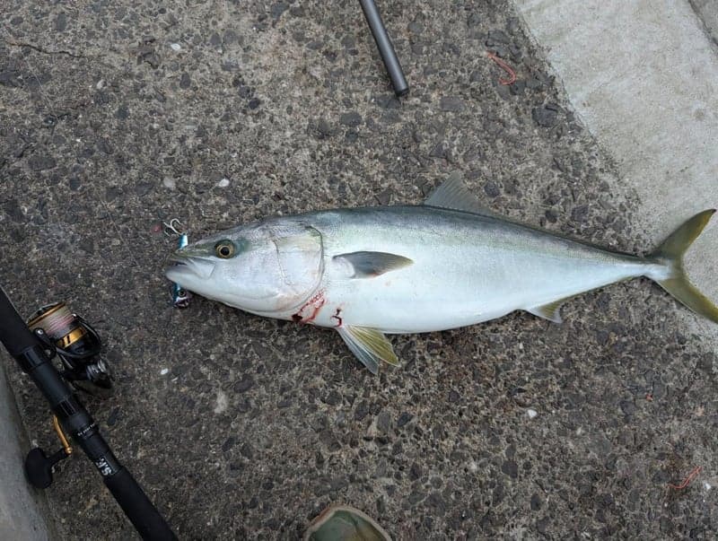初心者向け Abu Garcia SALTYFIELD ソルト釣り竿