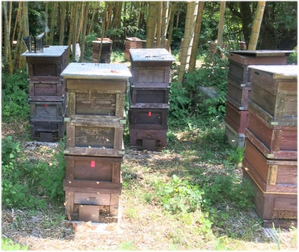 自家採蜜国産天然純粋蜂蜜 (クロガネモチ500g)【明蜂堂】