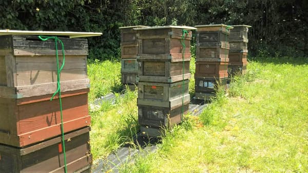 自家採蜜国産天然純粋蜂蜜 (クロガネモチ500g)【明蜂堂】
