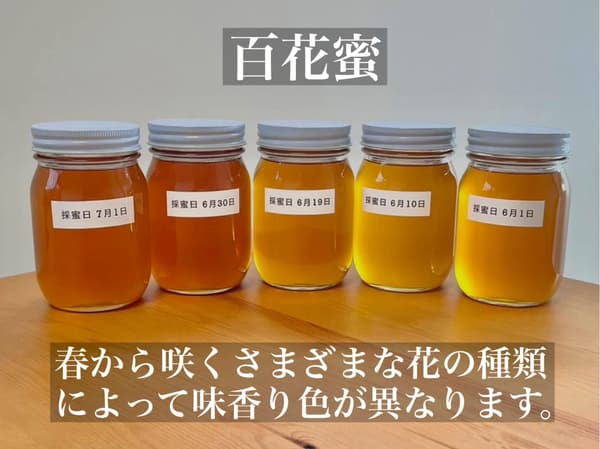 国産天然純粋蜂蜜 自家採蜜 (百花・500g)