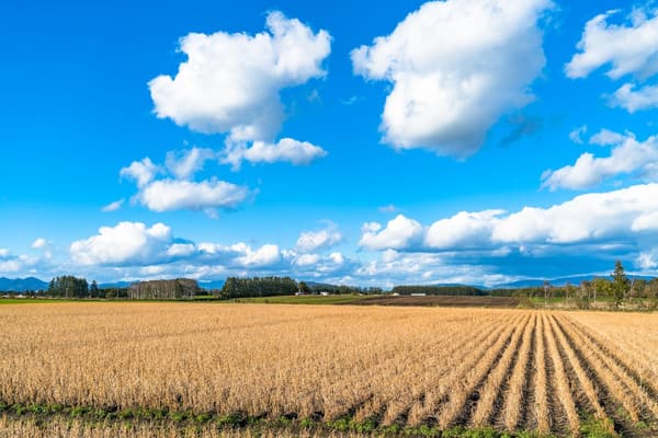 北海道産ななつぼし無洗米 5kg 令和6年産