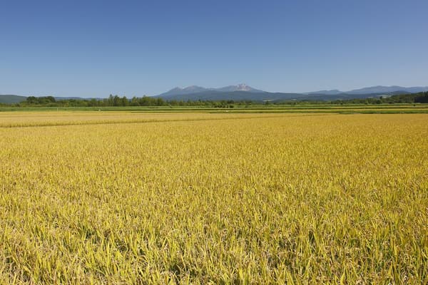北海道産ななつぼし無洗米 5kg 令和6年産