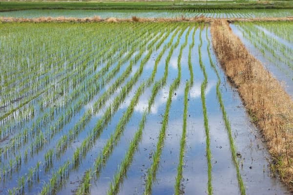 令和6年産 山形県産 雪若丸 白米 2kg