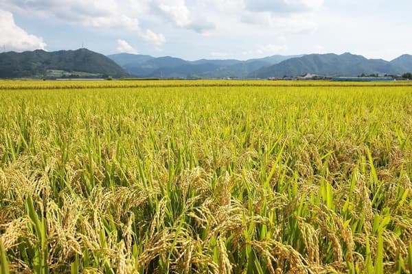 令和6年産 山形県産 雪若丸 白米 2kg