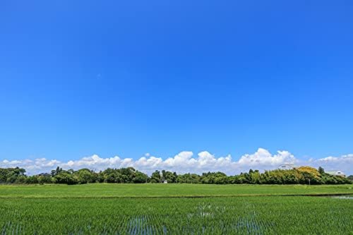 無洗米 ふさこがね 5kg【令和6年産】【千葉県産】