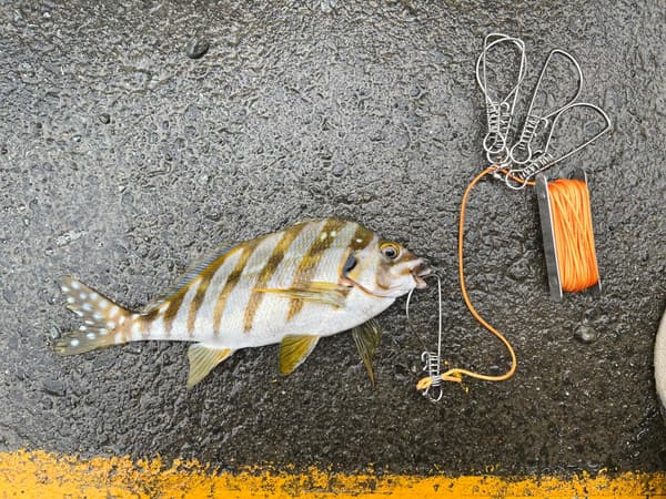 ベルモント ストリンガーセット 5点セット